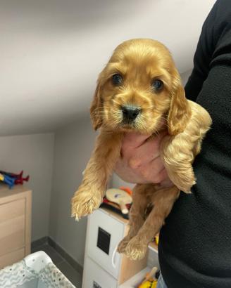 Cocker spaniel inglese