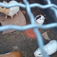 Cavia Peruviana o porcellino d'India