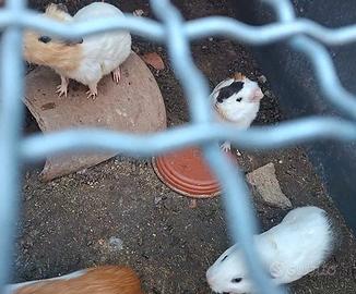 Cavia Peruviana o porcellino d'India