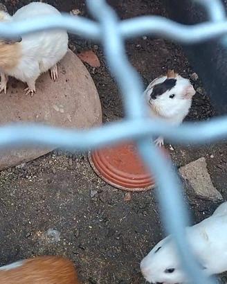 Cavia Peruviana o porcellino d'India