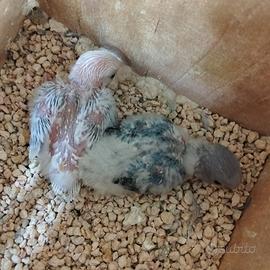 Inseparabili roseicollis