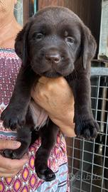 Labrador marroni con pedigree