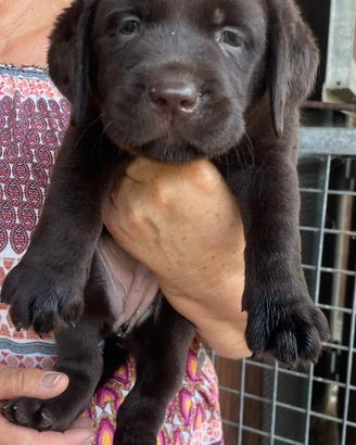 Labrador marroni con pedigree