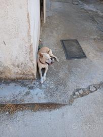 Cane meticcio