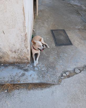 Cane meticcio