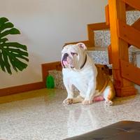 Bulldog inglese M. con pedigree per accoppiamento