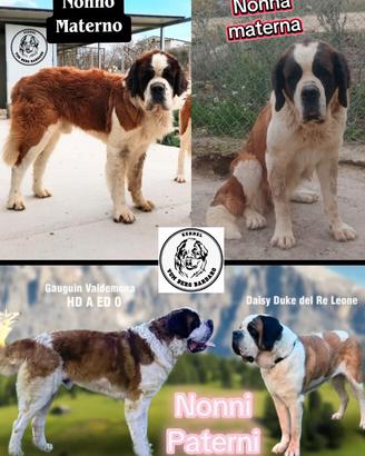 San bernardo cuccioli con pedigree