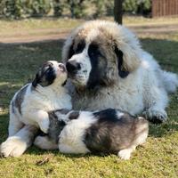 Cuccioli di Mastino dei Pirenei