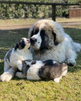 Cuccioli di Mastino dei Pirenei