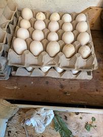 Uova di animali ornamentali