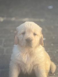 Golden retriever