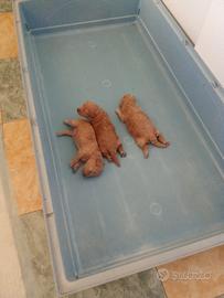 Animali