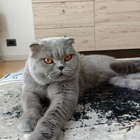 Accoppiamento Scottish Fold