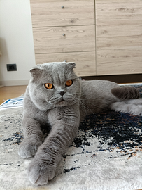 Accoppiamento Scottish Fold