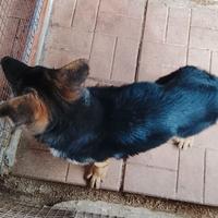 Cucciola pastore tedesco