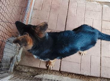 Cucciola pastore tedesco