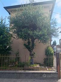 Albero di olivo