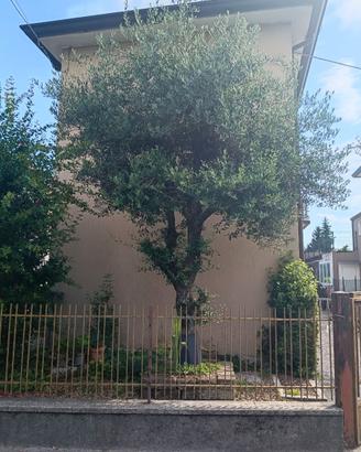 Albero di olivo