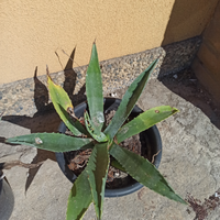 Piante grasse