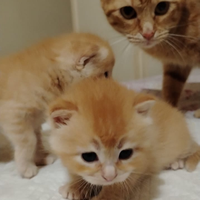 Cuccioli di gattini
