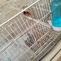 Cardinalino del Venezuela