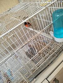 Cardinalino del Venezuela