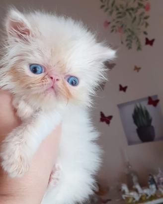 Gatti persiani