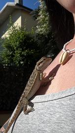 Pogona vitticeps o drago barbuto