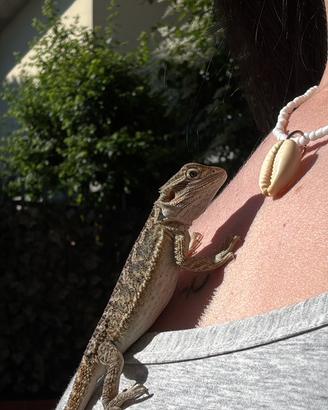 Pogona vitticeps o drago barbuto