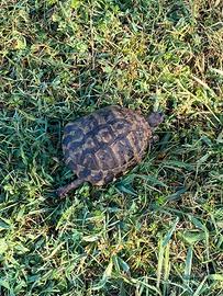 Tartaruga di terra