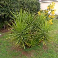 Pianta di Yucca 