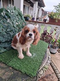 Cavalier king