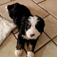 Cuccioli Bovaro del Bernese