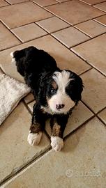 Cuccioli Bovaro del Bernese