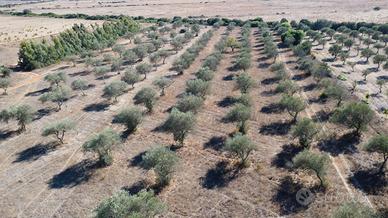 Terreno agricolo con uliveto - agro di sassari