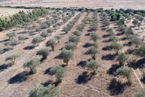 Terreno agricolo con uliveto - agro di sassari