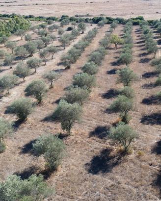 Terreno agricolo con uliveto - agro di sassari