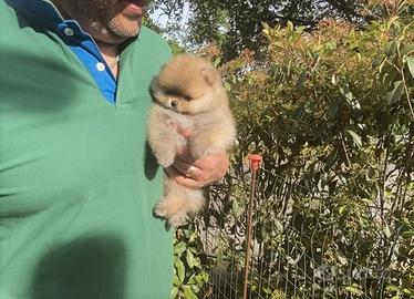 Super Pomerania Mini con Pedigree
