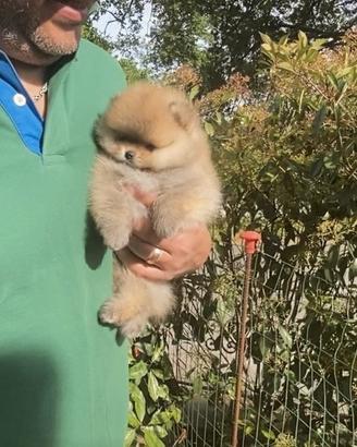 Super Pomerania Mini con Pedigree