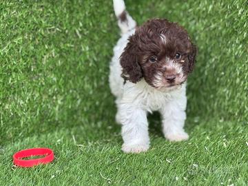 Lagotto romagnolo