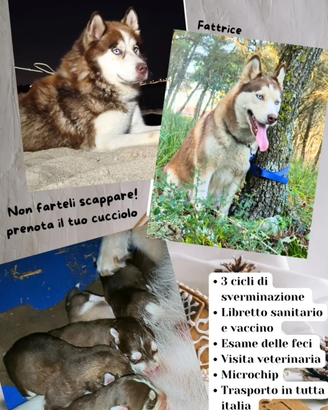 Husky