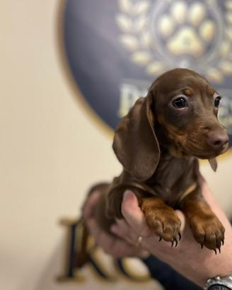 Bassotto Choco e Arlecchino