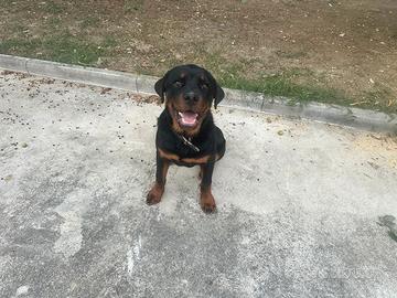 Rottweiler
