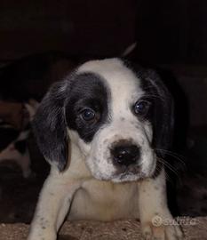 cucciolo incrocio di beagle
