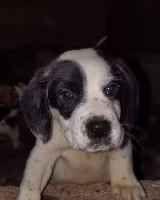 cucciolo incrocio di beagle