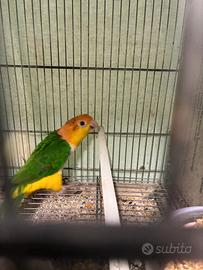 Ciacco testa gialla femmina ed altri pappagalli