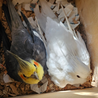 Rose & Jack c3rcano casa