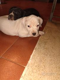 Cuccioli amstaff