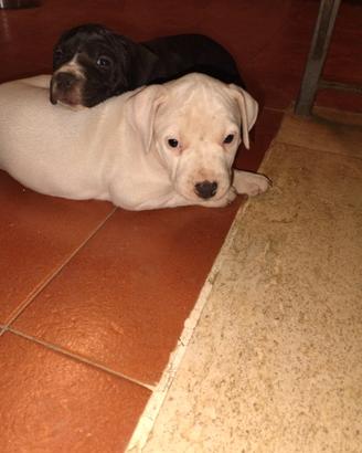 Cuccioli amstaff