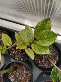 zamioculcas variegata 